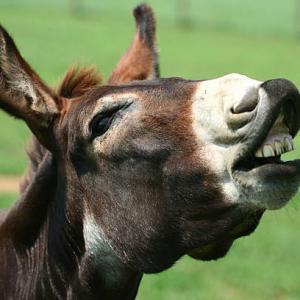 Braying Donkey